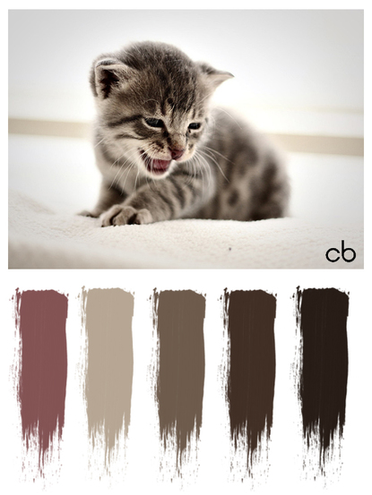 Picture,color blends, color combination,cat