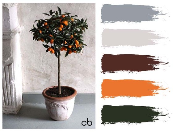 Picture,color blends, color combination,kumquat