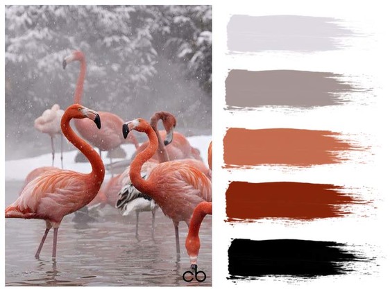 Picture,color blends, color combination,flamingo in snow