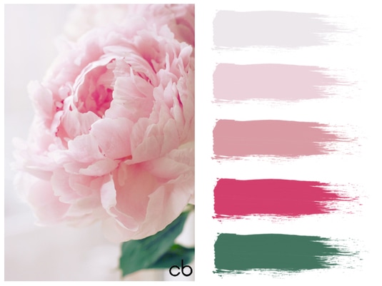 Picture,color blends, color combination,rose