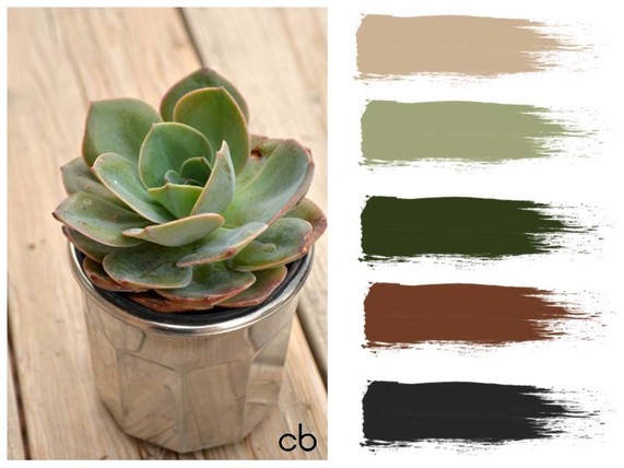 Picture,color blends, color combination,cactus