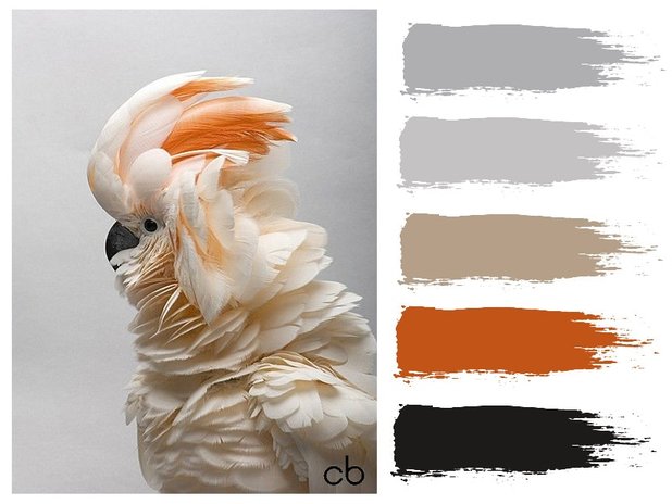Picture,color blends, color combination,parrot
