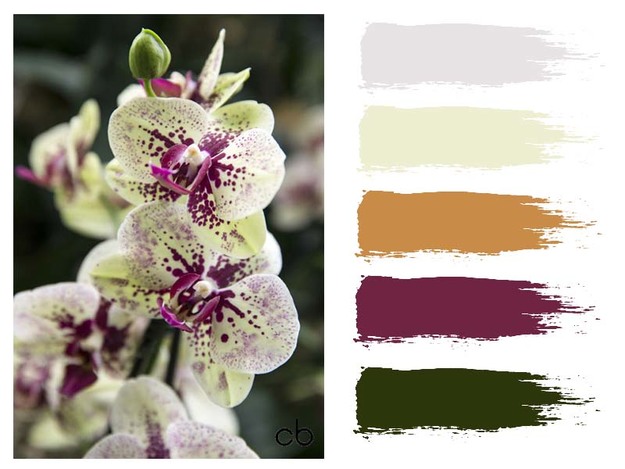 Picture,color blends, color combination, orchid,flower