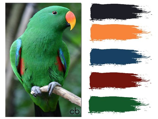 Picture,color blends, color combination, green parrot