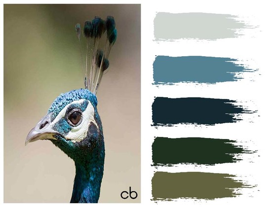 Picture,color blends, color combination,peacock