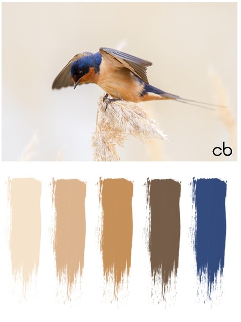 Picture,color blends, color combination,bird