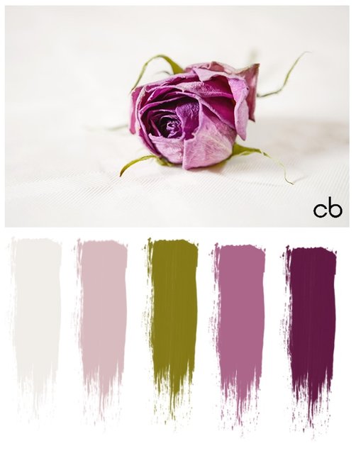 Picture,color blends, color combination,purple rose