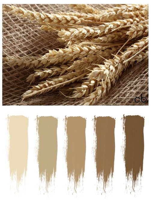 Picture,color blends, color combination,wheat