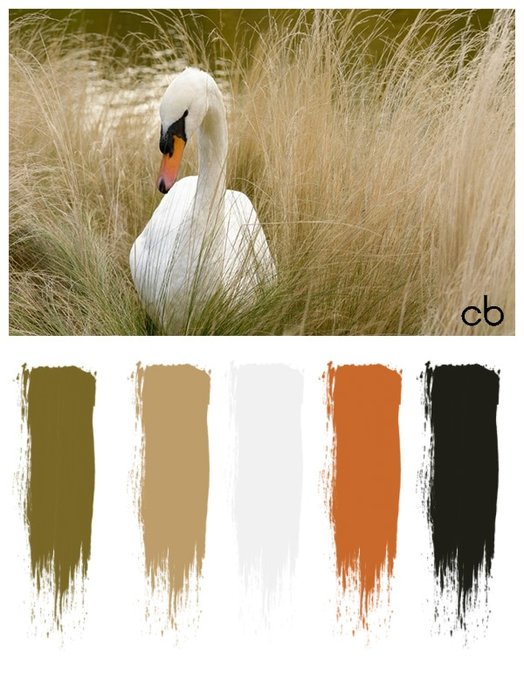 color blends, color combination,swan