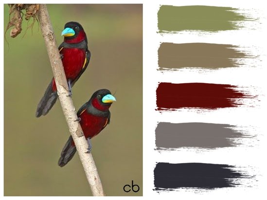 color blends, color combination,colorful birdsbirds