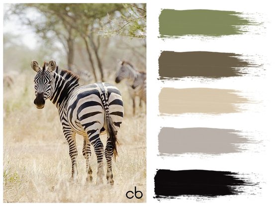 color blends, color combination,zebra,nature