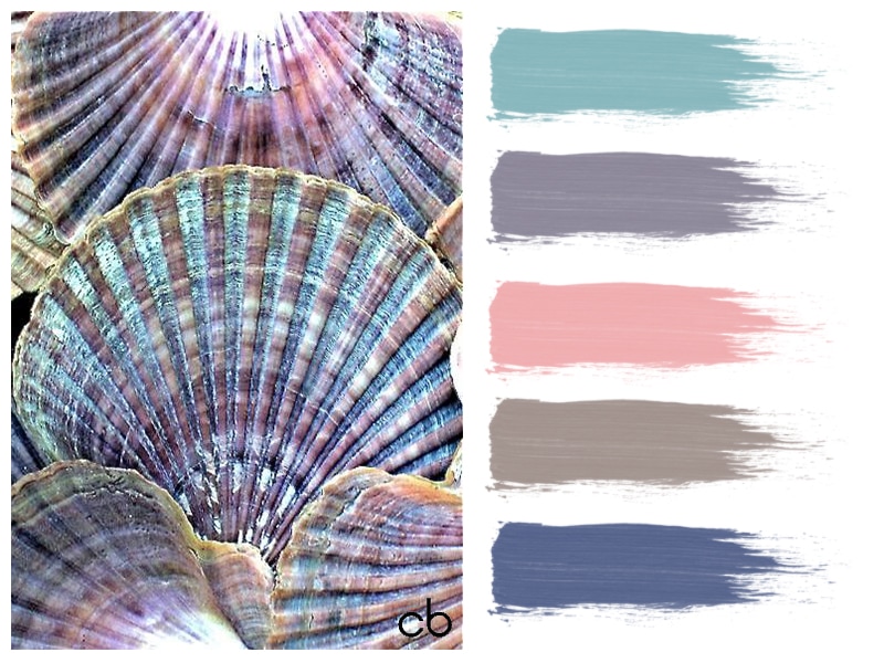 Picture,cb, color blends, color combination, color, shellsshells